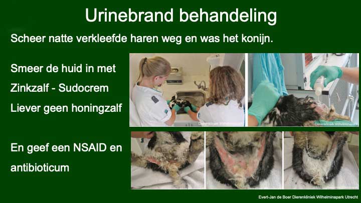 Urinebrand behandelen bij een konij.